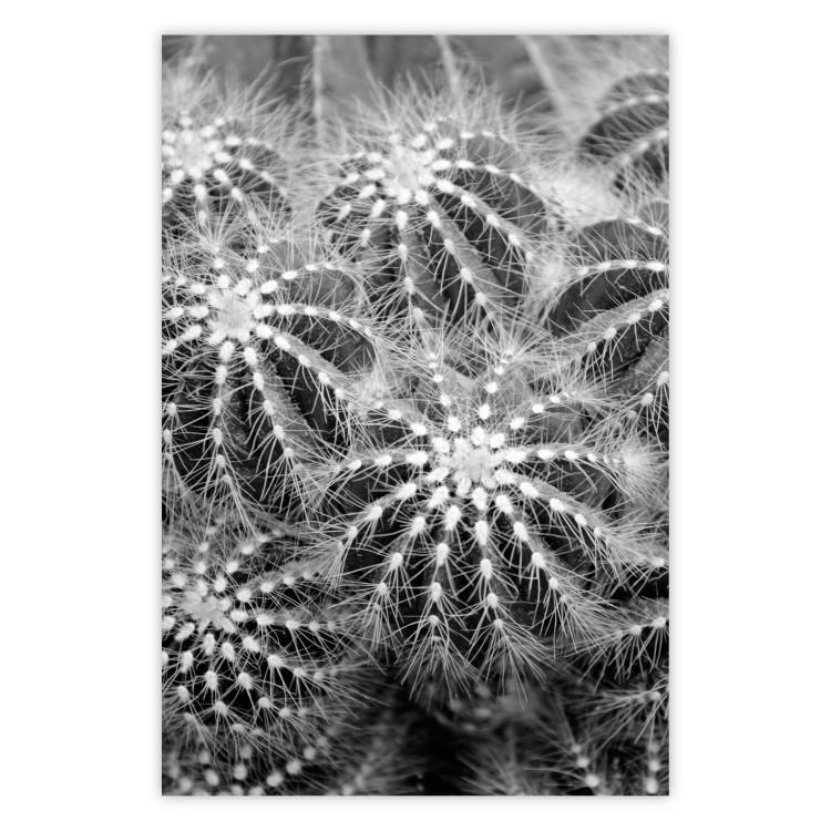 Poster Risky Adventure - black and white composition with prickly plants