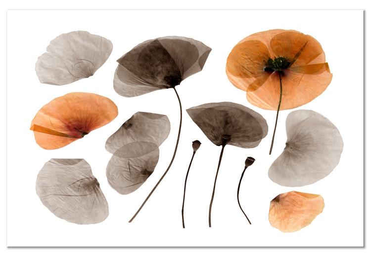 Canvas Herbarium poppies - commemorating the beauty of nature and vegetation