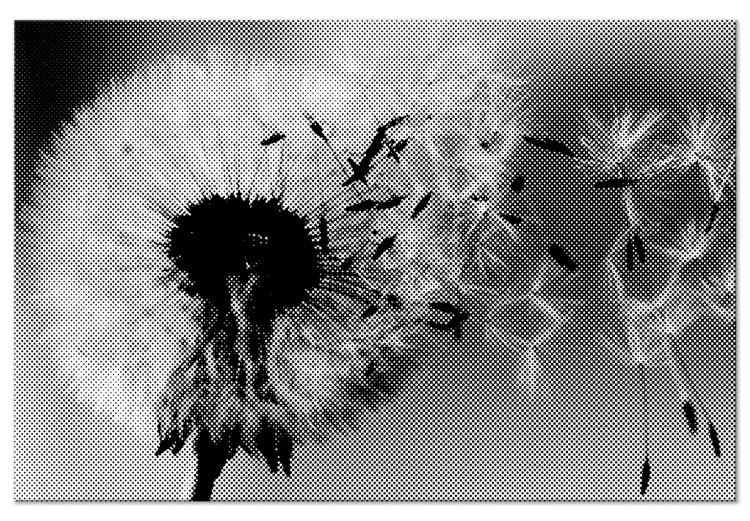 Canvas Dandelion - a fleeting, decaying plant in black and white colors