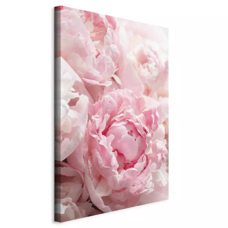 Blossoming Colors of Nature (1-part) - Peony Flower in Shades of Pink