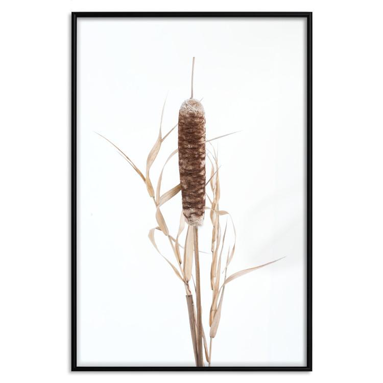 Poster Swamp Queen - autumn composition with aquatic plant on a white background