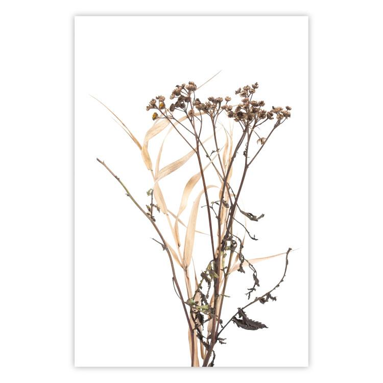 Poster Chamomile - simple autumn composition with a botanical motif on a white background