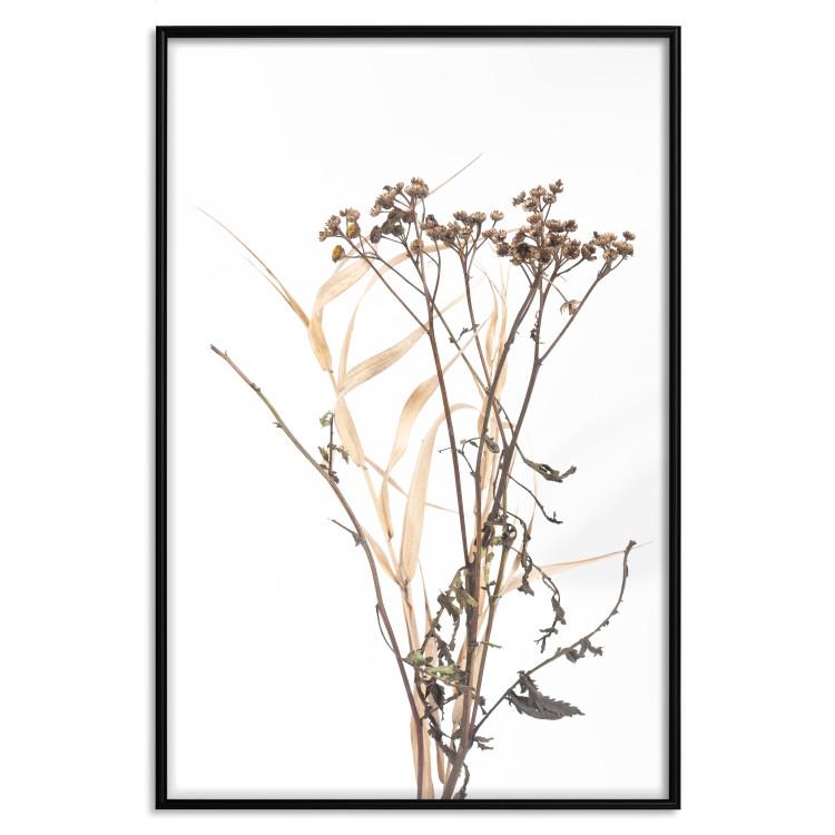 Poster Chamomile - simple autumn composition with a botanical motif on a white background