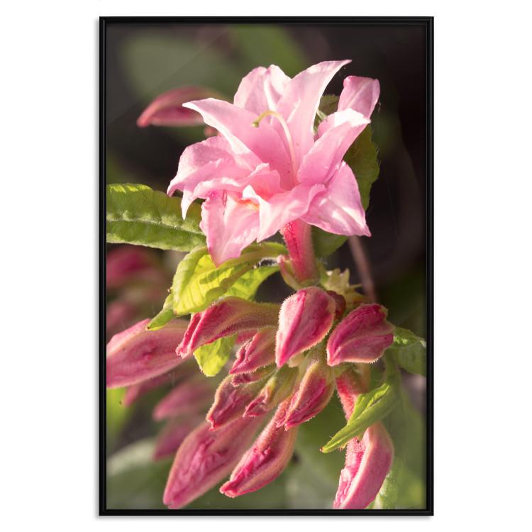 Poster Natural Pink - botanical composition with a flower with colorful petals