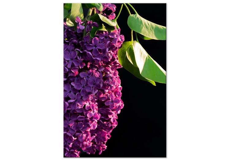 Canvas Common Lilac - a purple flower and leaves on a black background
