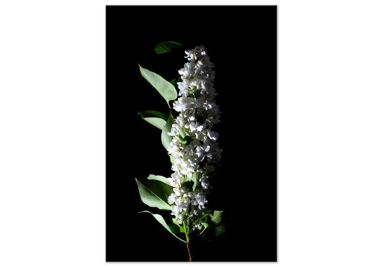 Canvas May decoration - photo of a white lilac flower and leaves on black
