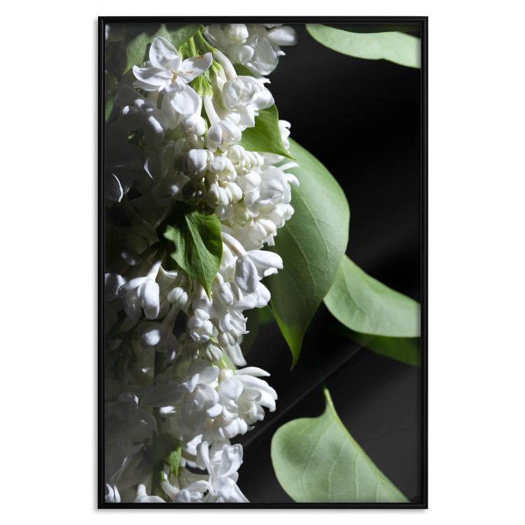Poster Lilac Detail - botanical composition with white flowers and leaves on black