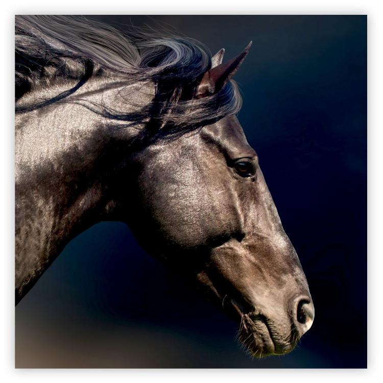 Poster Dappled Majesty - composition with a portrait of a brown horse on a black background