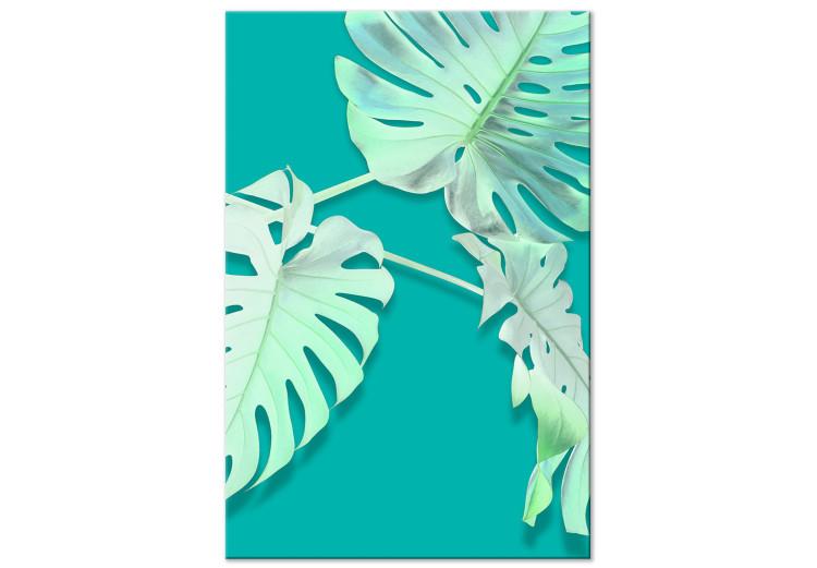 Canvas Monstera variegata - white monstera leaves on a turquoise background