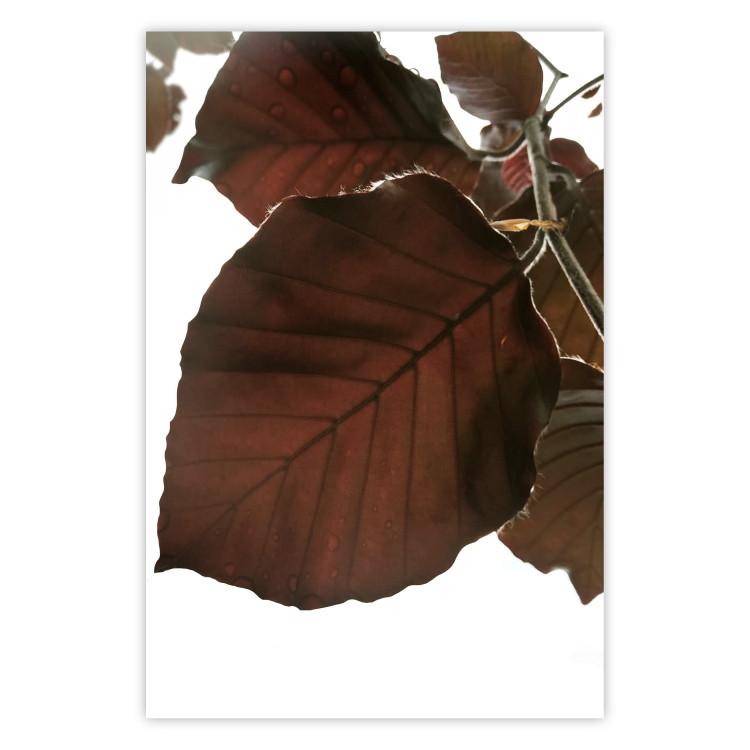 Poster Autumn Leaves - natural brown leaf in the light of bright sunlight