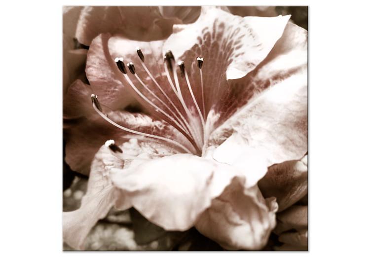 Canvas Fleeting - a romantic photo of a flower detail in delicate roses