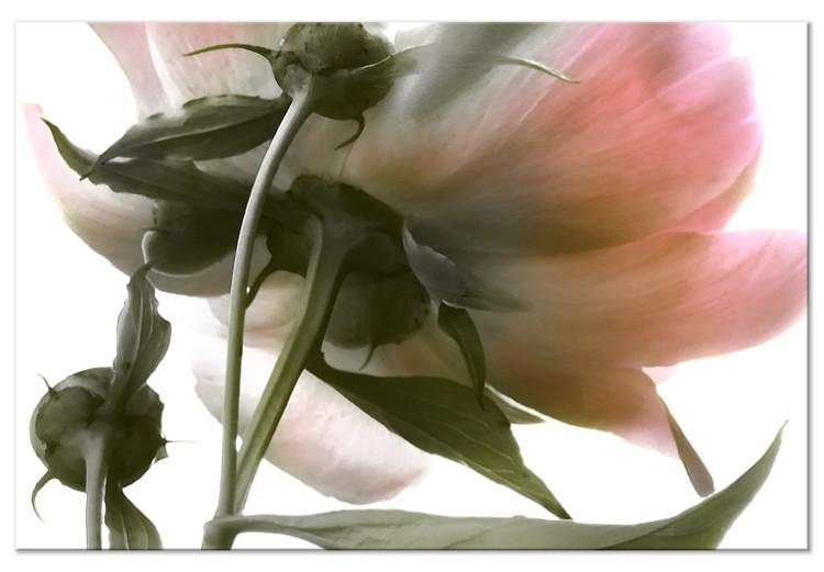 Canvas Peony Elegance (1-part) - Blooming and Delicate Flower Nature