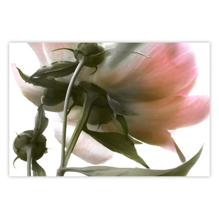 Poster Her Majesty - pink peony petals with a green branch on a white background