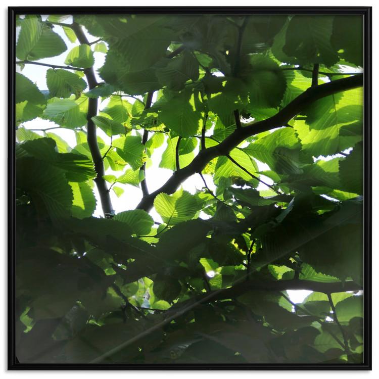 Poster Dawn - green leaves on a tree in the summer season in the middle of the day