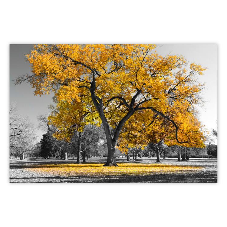 Poster Autumn in the Park (Golden) - gray tree landscape with golden leaves