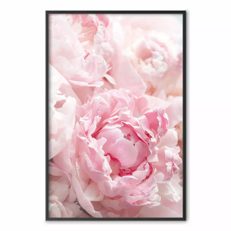 Morning Nostalgia - plant with a pink flower in a pastel shade