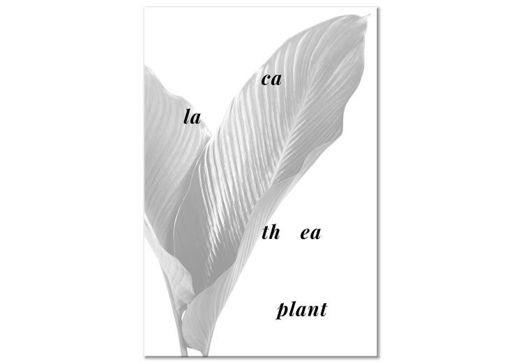 Canvas Silver calathea leaves with inscription - graphic with botanical motif
