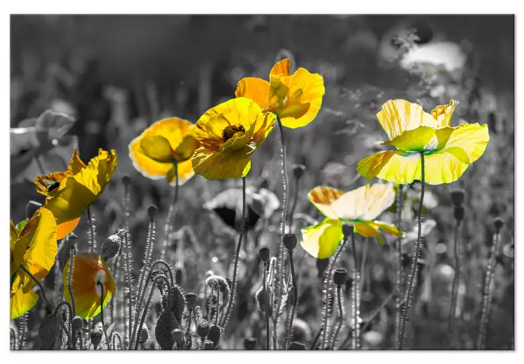 Canvas Nature's Contrast (1-part) - Spring Meadow of Blooming Poppies