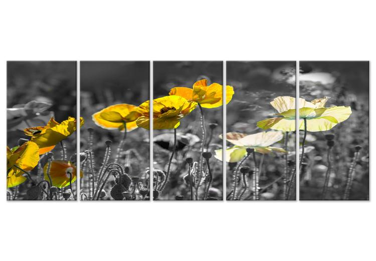 Canvas Yellow poppies in a grey meadow - 5-Piece photo with yellow flowers