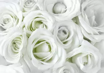 Wall Mural White roses - background filled with white flowers Wallpaper Cropper