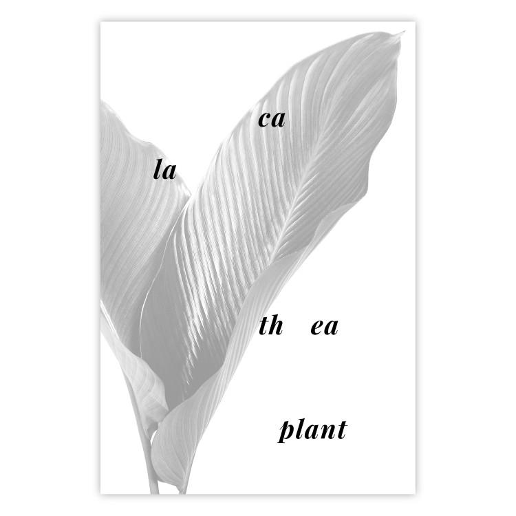 Poster Calathea Plant - black English text on a background of white plants