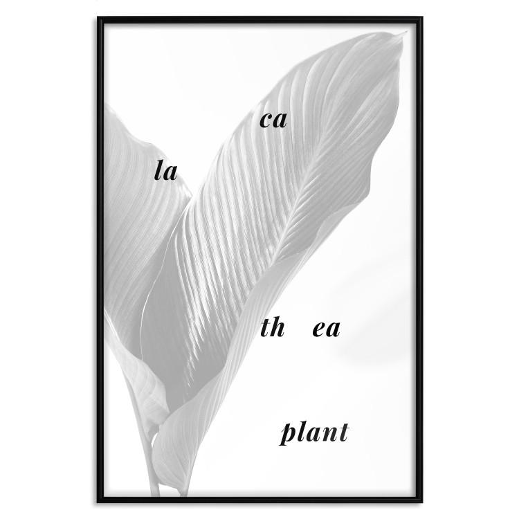 Poster Calathea Plant - black English text on a background of white plants