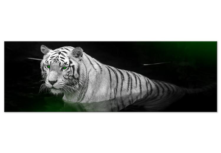 Canvas White tiger in the water - a photo of an animal with green eyes