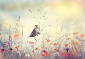Photo Wallpaper Field Bird Wallpaper Cropper