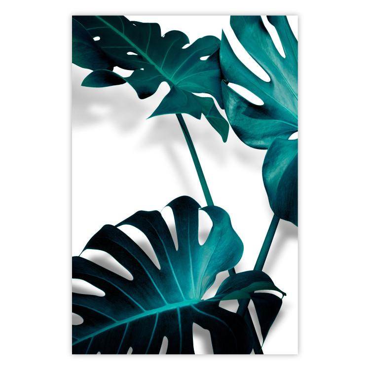 Poster Emerald Nature - tropical green monstera leaves on a white background
