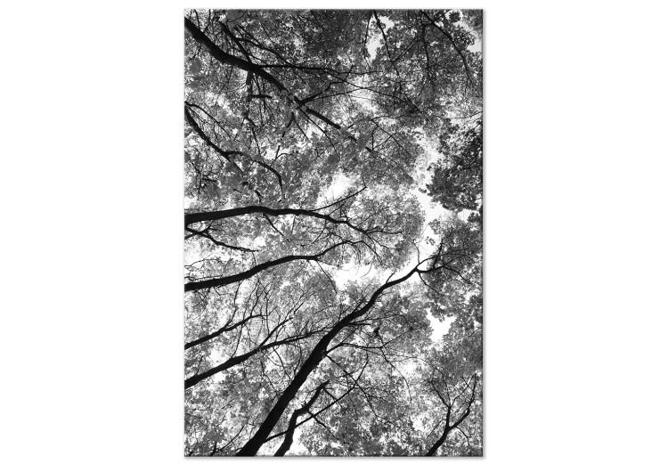 Canvas Tree crowns - black and white photography of the forest, trees and sky