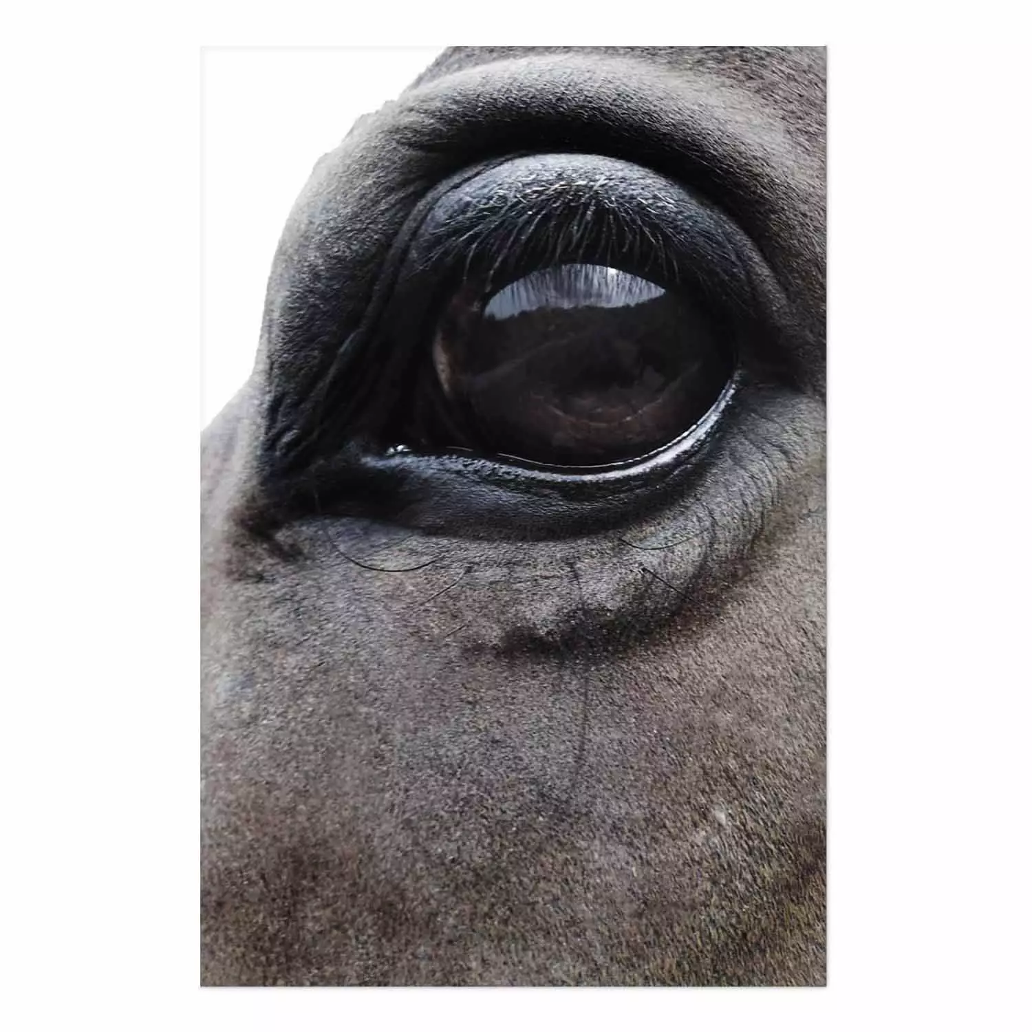 Poster Honest Eyes - close-up of a brown horse's face with a reflection in the eye