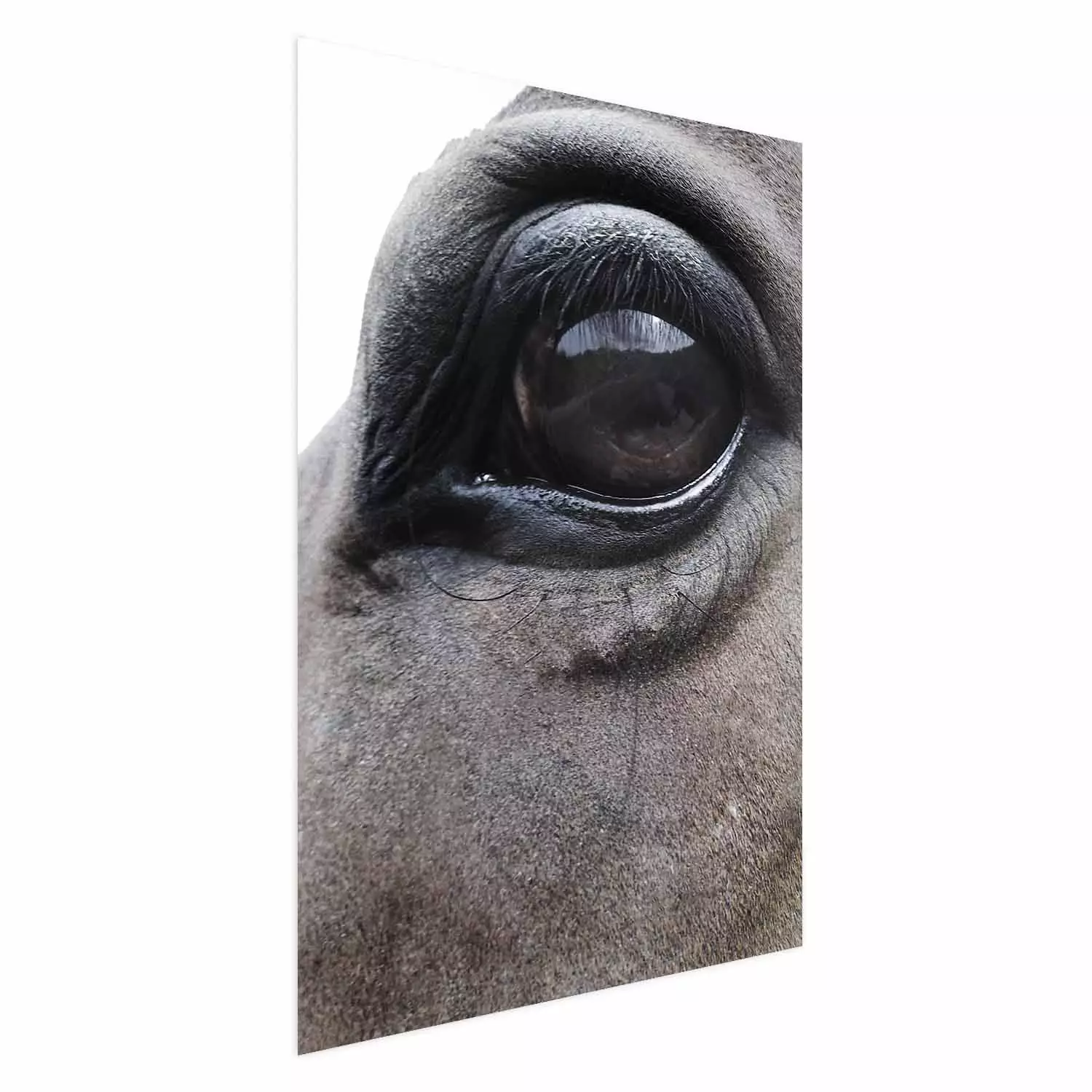 Poster Honest Eyes - close-up of a brown horse's face with a reflection in the eye