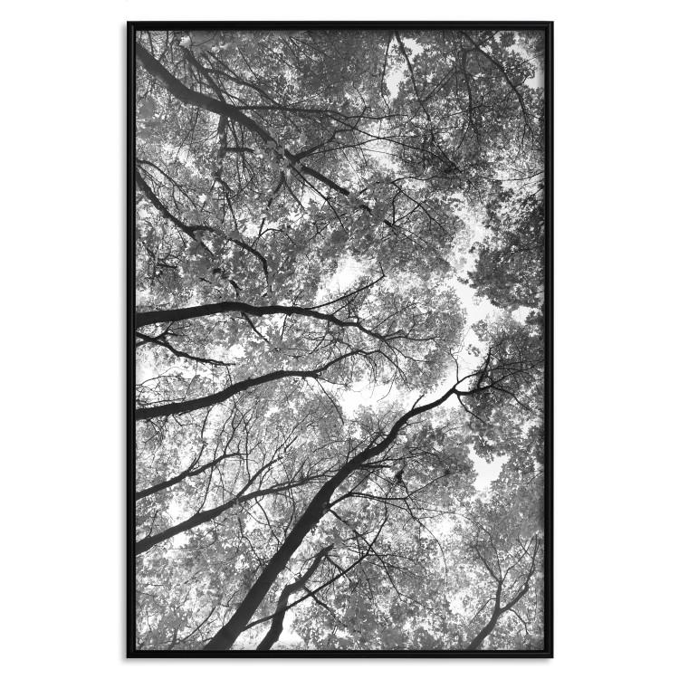 Poster Tall Trees - black and white landscape of trees in the forest against the sky