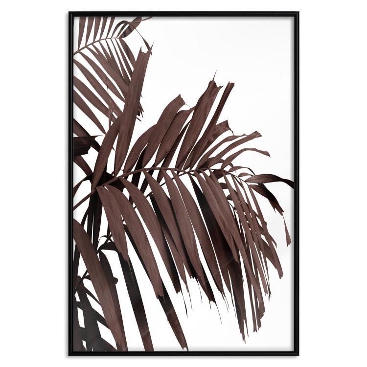 Poster Sunbathed - tropical brown palm leaves on white background