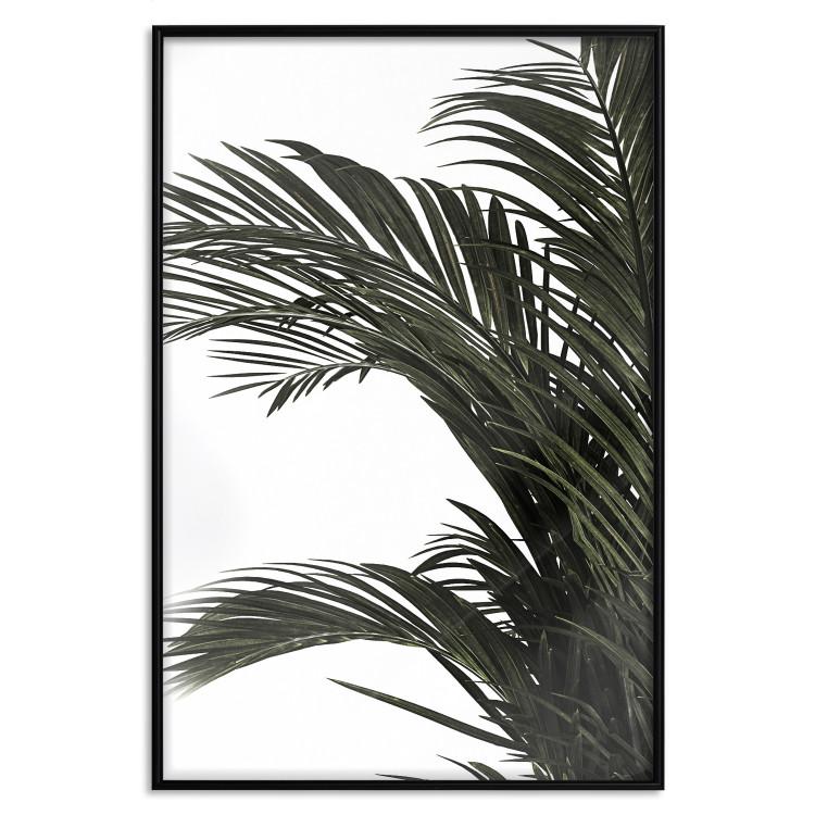 Poster Jungle Treasures - green leaves of tropical plant on white background