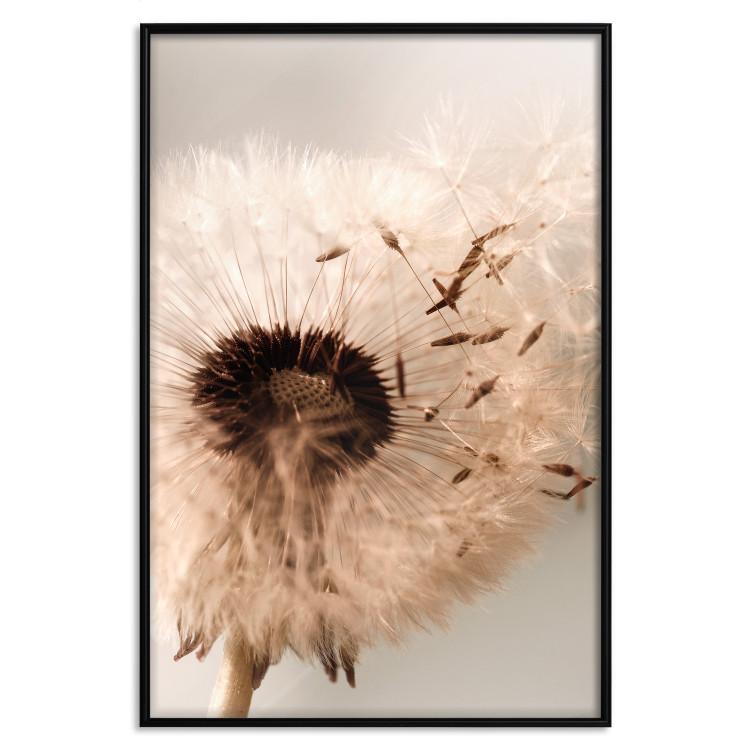 Poster Summer Breeze - blooming dandelion in wind in sepia motif