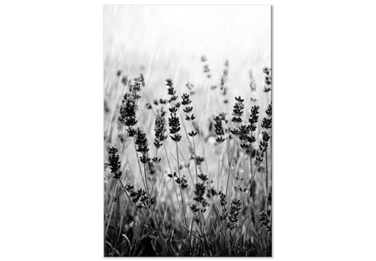 Canvas Blooming lavender - meadow with lavender flowers black and white photo