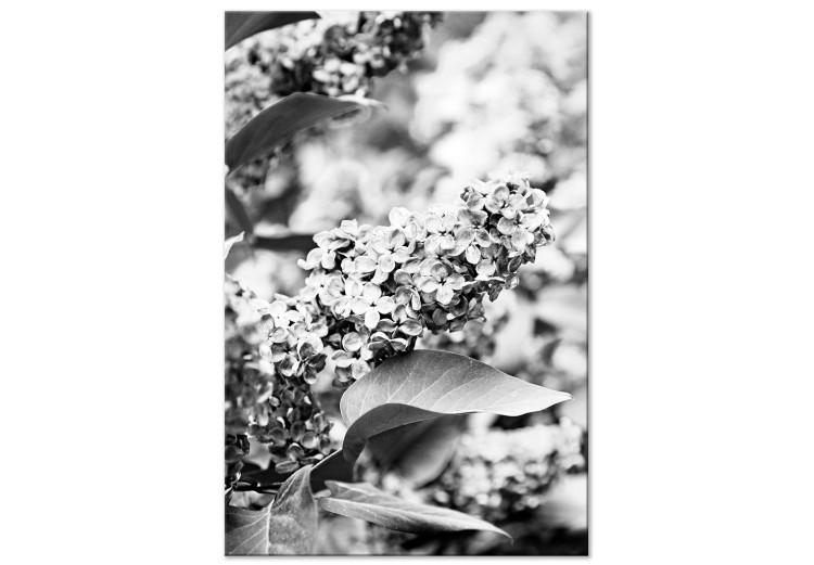 Canvas Blooming lilac - black and white photograph of lilac bush with flowers