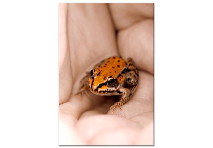 Canvas Frog on hands - orange animal in black dots sitting on the hands of an adult man