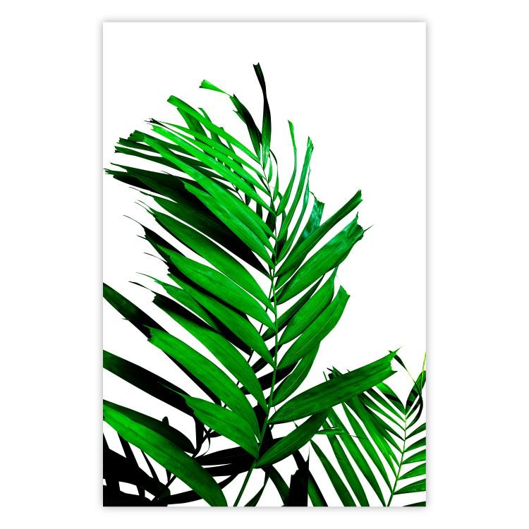Poster Juicy Leaf - green leaf of a plant on a contrasting white background