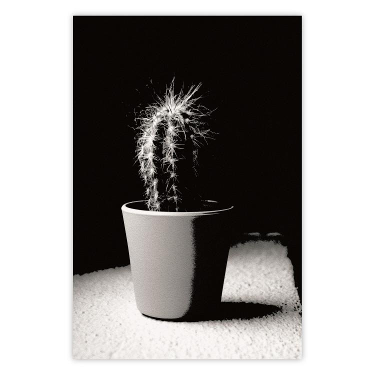 Poster Disheveled Cactus - black and white photograph of a tropical cactus