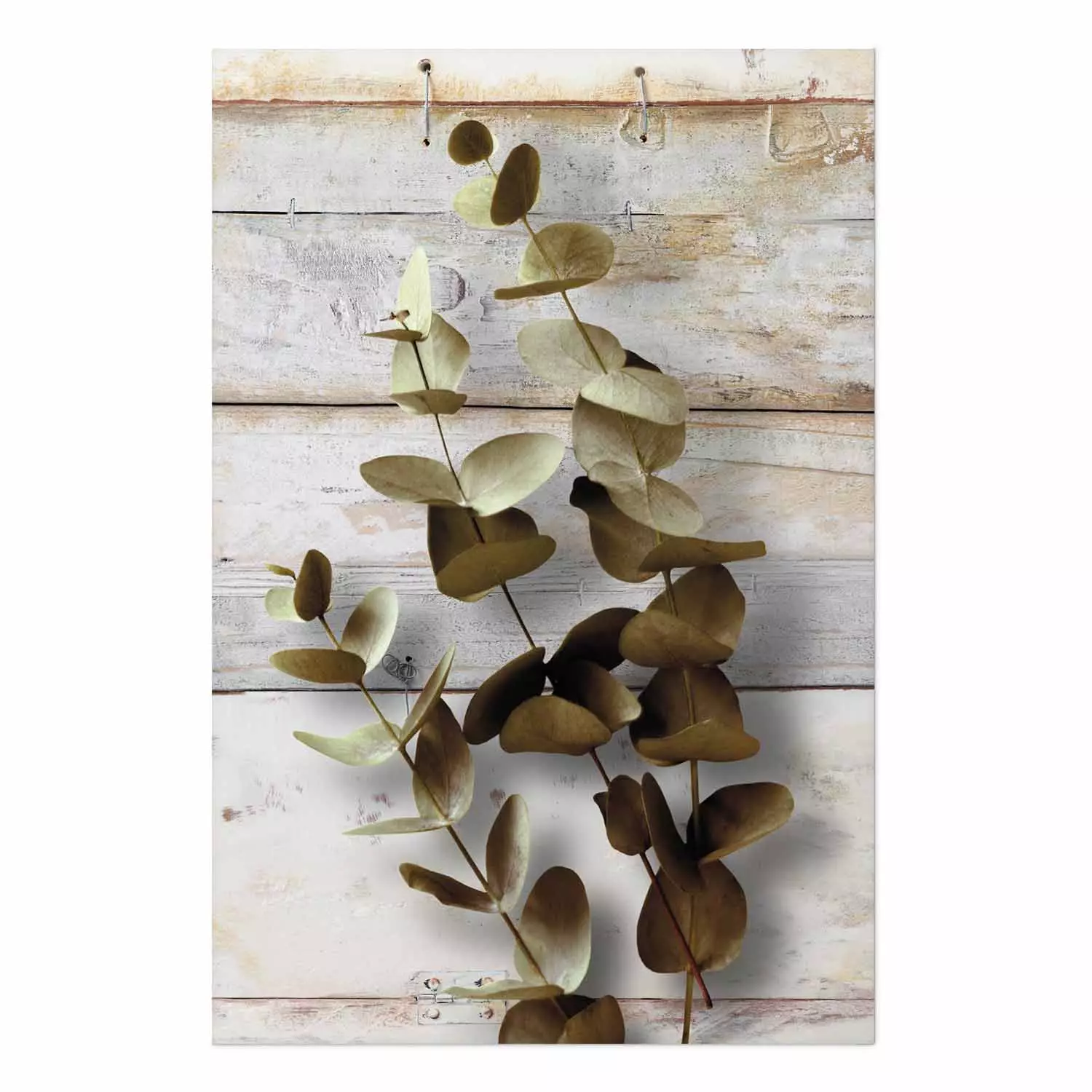 Wall Poster January Dawn - plant with brown leaves on a background of wooden planks