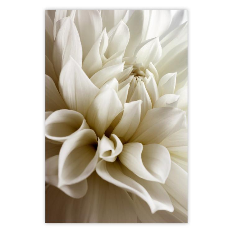 Poster Beautiful Dahlia - velvety white flowers with delicately beige petals