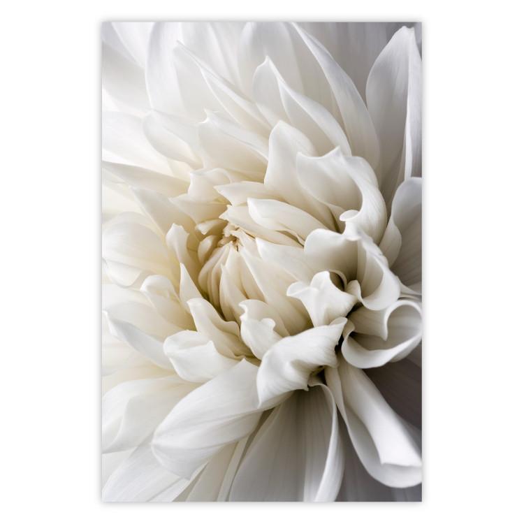 Poster White Dahlia - velvety white flower of the plant with a romantic character