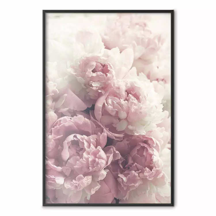 Delicate Peonies - landscape of a field with white and pink flowers
