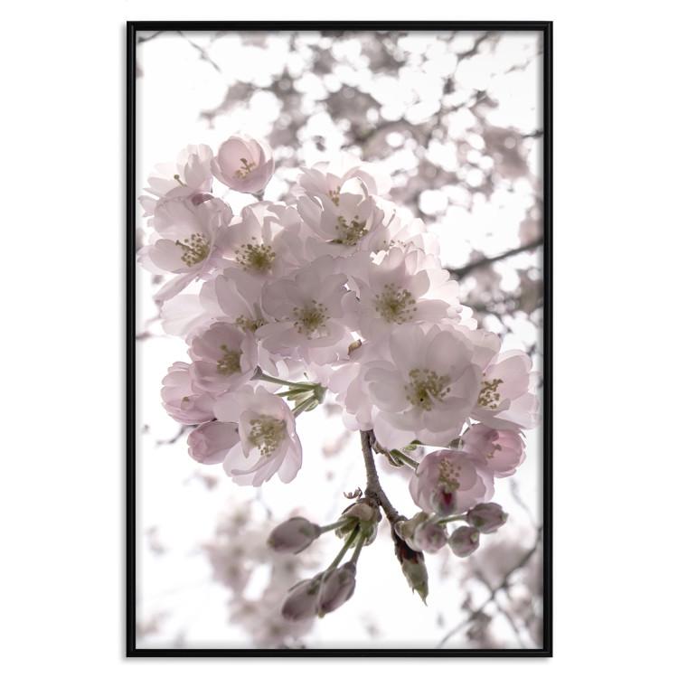 Poster Cherry Blossoms - tree with pink flowers on a contrasting white background