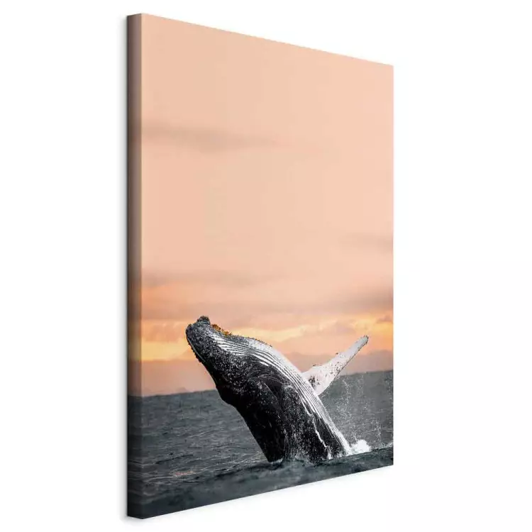 Emerging humpback whale - a whale against the setting sun