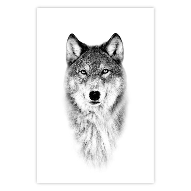 Poster Snowy Wolf - black and white portrait of a wolf on a bright contrasting background