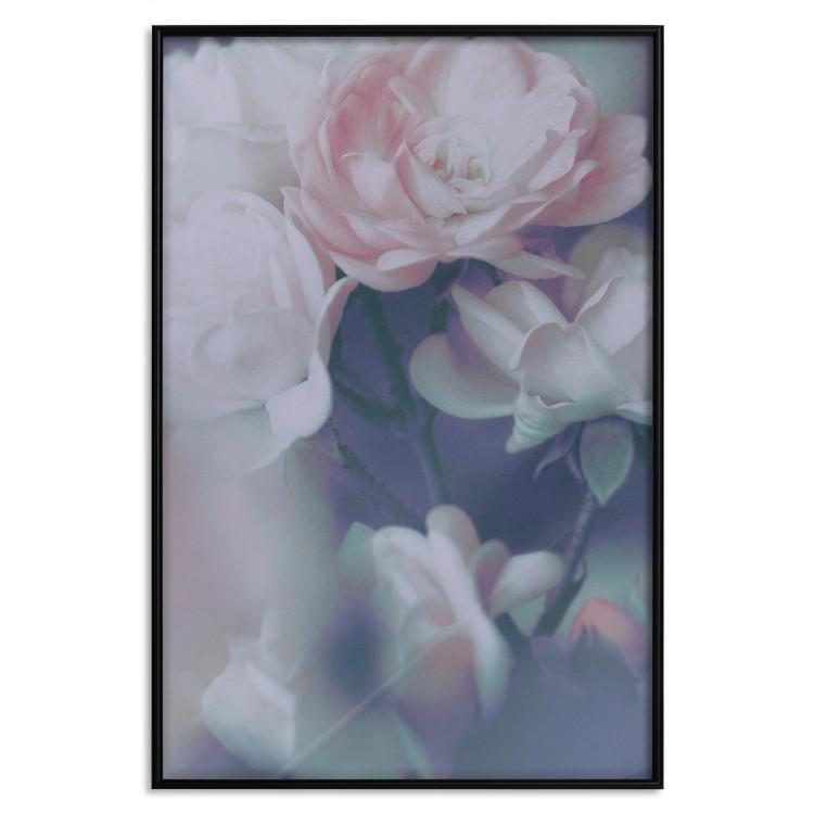 Poster Morning Roses - spring composition of white and subtly pink roses
