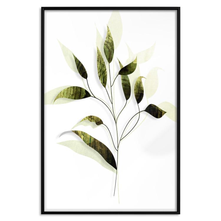 Poster Olive Branch - plant with green leaves on a light white background